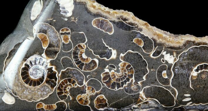 Polished Ammonite Fossil Slab - Marston Magna Marble #63826